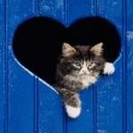 pic for Love cat